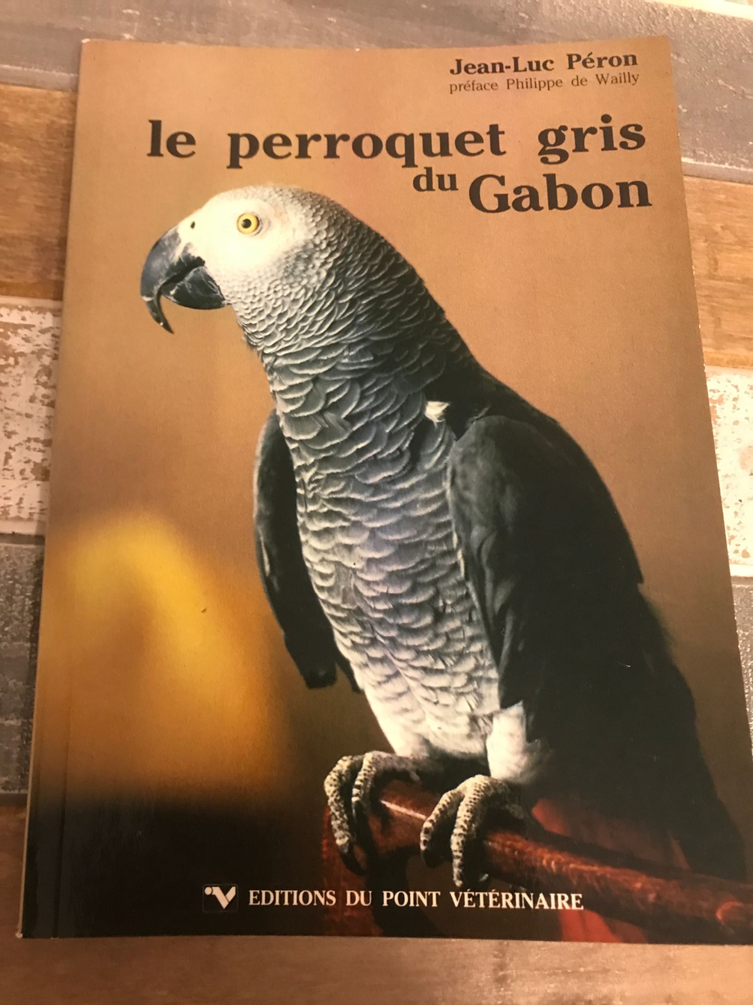 Le Perroquet Gris Du Gabon