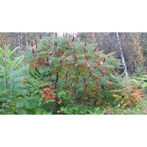 Sumac De Virgine (Vinaigrier ) 30 Graines