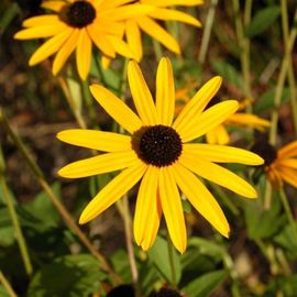 3 Pieds De Rudbekia Jaune (Sunskin)