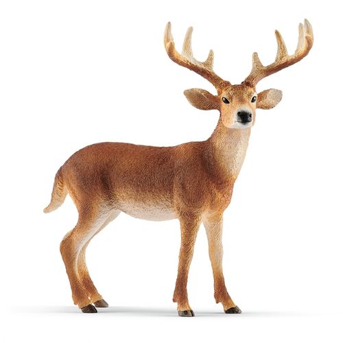 Wild Life Cerf De Virginie