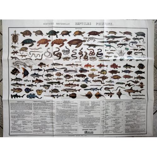 Poster 68 X 53 Cm "Histoire Naturelle : Reptiles Et Poissons" (Ed. Atlas)