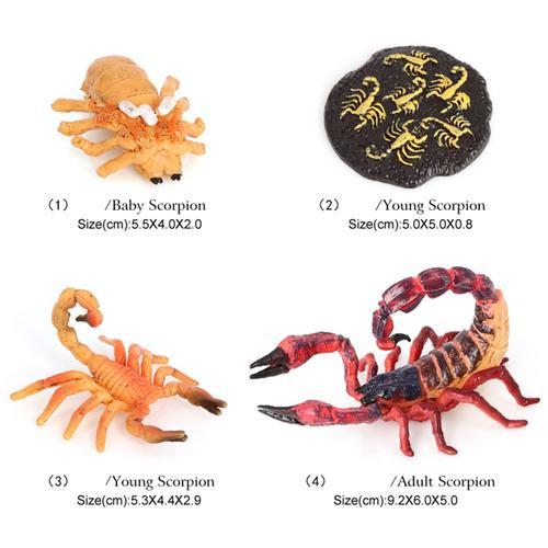 Ensemble De Figurines Du Cycle De Vie Du Scorpion Pour Enfants, Jouet D'Apprentissage Rouge