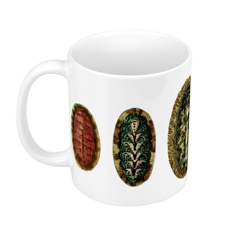 Mug Céramique Mollusques Multicolores Minimaliste Biologie Illustration Ancienne