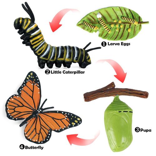 Jeu De Figurines De Papillon Naturel, Étapes Du Cycle De Vie, Jouets D'Apprentissage Préscolaire Pour Enfants En Bas Âge