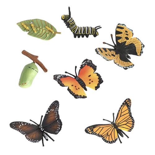 Papillon Naturel, Étapes Du Cycle De Vie, Croissance Des Insectes, Figurines, Ornements Modèles