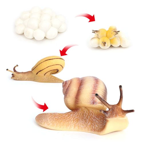 Jouets De Modèle De Cycle De Croissance, Cycle De Vie D'Escargot, Figurine D'Insecte