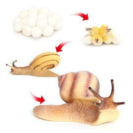 Jouets De Modèle De Cycle De Croissance, Cycle De Vie D'Escargot, Figurine D'Insecte