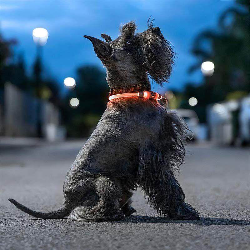 Collier Lumineux Pour Chiens Et Chats