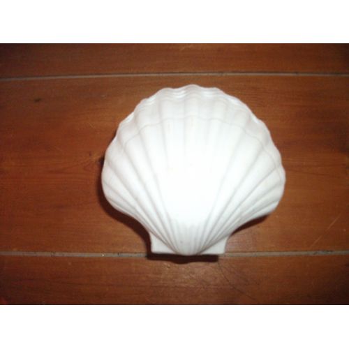 Lot 12 Coquilles De Présentation
