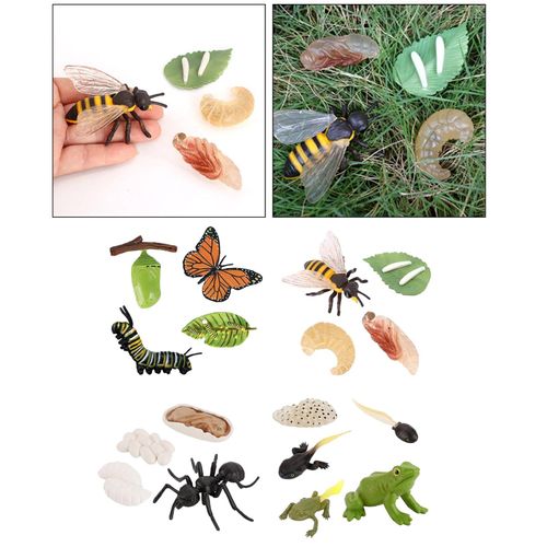 Figurines Animaux Réalistes, Cycle De Vie, Fourmis, Grenouille, Papillon Et Abeille, Jouet