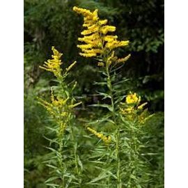 Verge D'or Graines