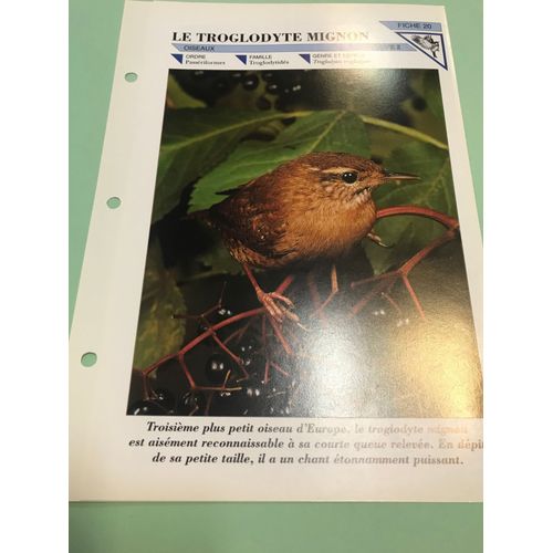 Dépliant L'univers Fascinant Des Animaux : Le Troglodyte Mignon - Oiseaux Groupe 2 Fiche 20 - Les Éditions Atlas