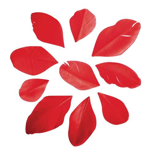 Plumes Coupées, Rouge Classique, 5 - 6cm, 36 Pces