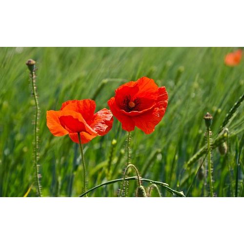 Coquelicots 100 Graines