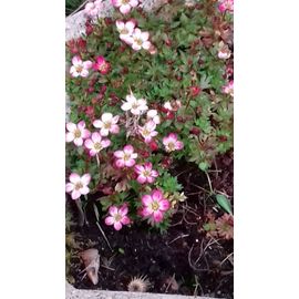 3 Pieds De Saxifrages