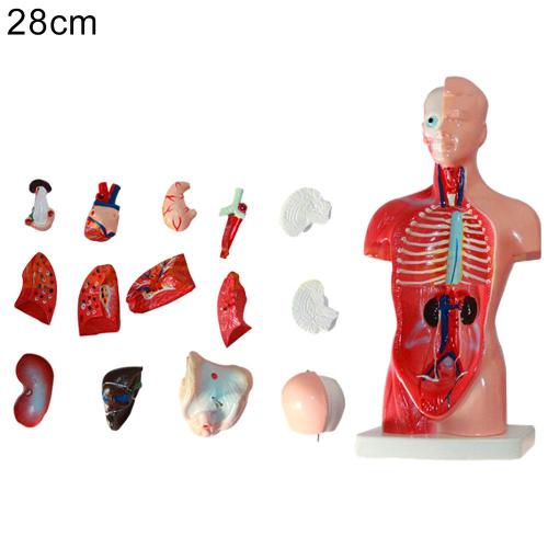 Modèle anatomique corps, Modèle anatomique corps entier - Tous les
