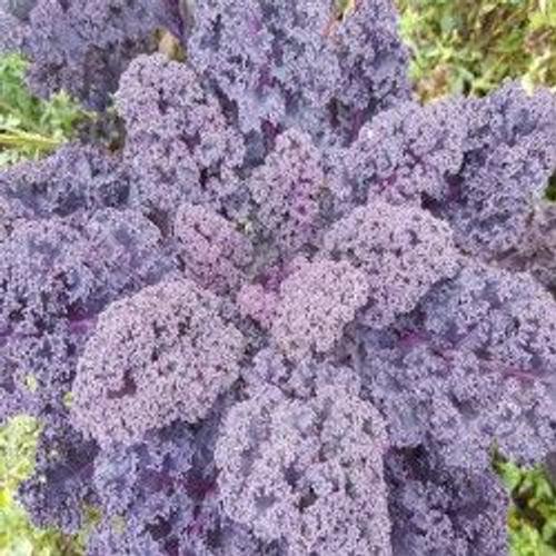 Graines De Choux Kale Violet Type Bio