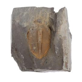 1 PièCe Trilobite Naturelle Fossile de Queue Fossiles Anciens SpéCimens D'Ense 