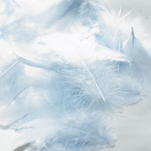 Sachet 20 Plumes De Coq Ht.70 - Bleu