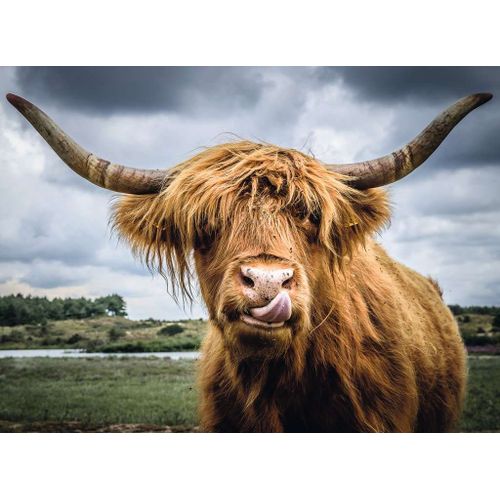 Puzzle Moment - Highland Cattle - 300 Pièces