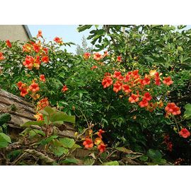 Bignone Orange 20 Graines