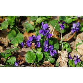 Violettes 3 Pieds
