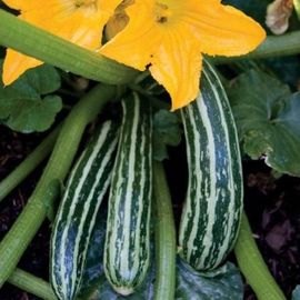 Courgette Coucourzolle 10 Graines