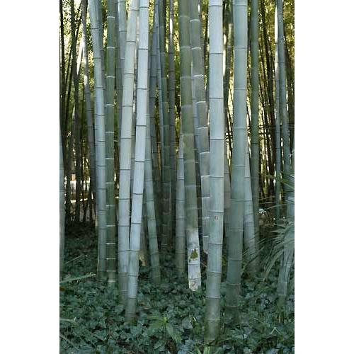 20 Graines / Seeds De Phyllostachys Pubescens - Bambou Geant Moso Blanc