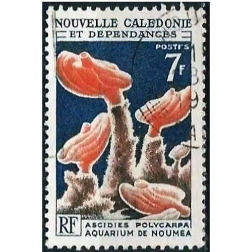 Nouvelle Calédonie, Territoire D'outre Mer 1969, Beai Timbre Yvert 322, Aquarium De Nouméa, Ascidies Polycarpa, Oblitéré, Tbe