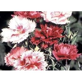 Oeillets A Fleurs Doubles Variées 50 Graines