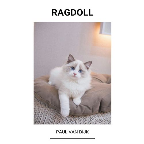 Ragdoll