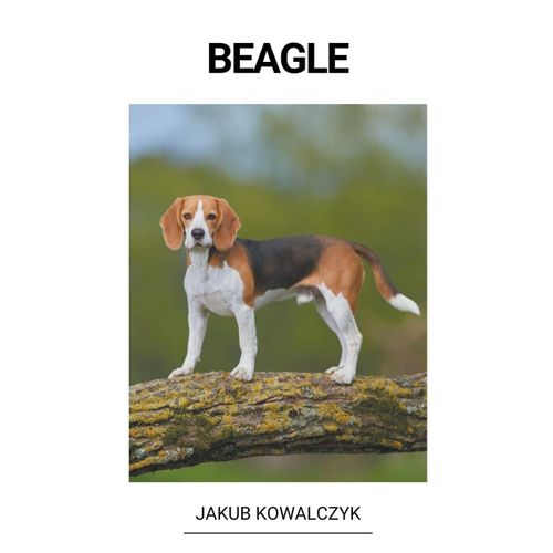 Beagle