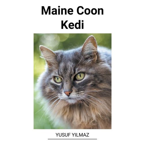 Maine Coon Kedi