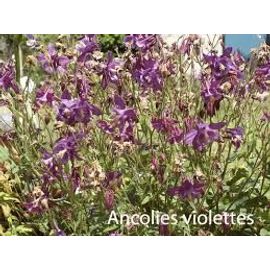 Ancolie Violette 2 Pieds