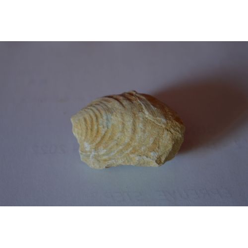 Fossile
