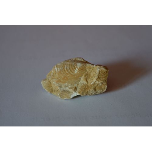 Fossile