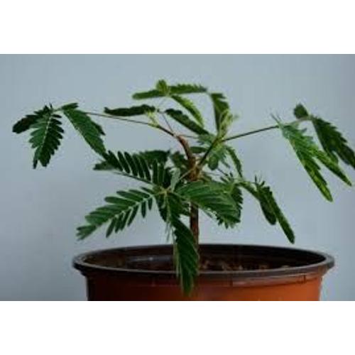 La Plante Qui Bouge Gévoelige Mimosa 10 Graines