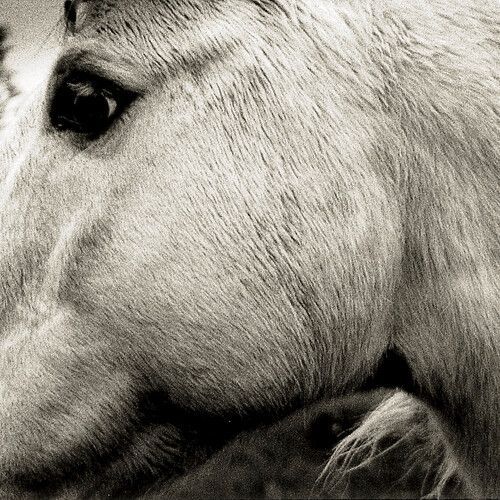 Bonny Light Horseman - Bonny Light Horseman [Vinyl]