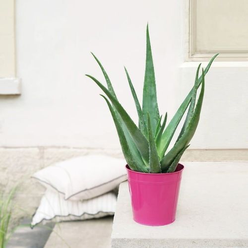 Aloe Vera + Cache Pot - Collection Plantes - Livraison Par Chronopost - L'atelier Interflora