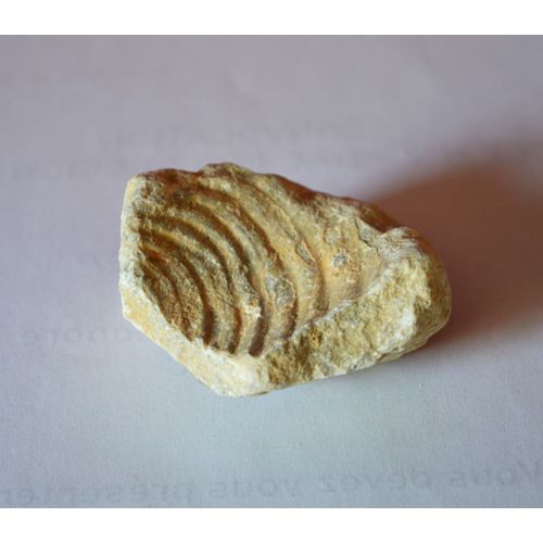 Fossile
