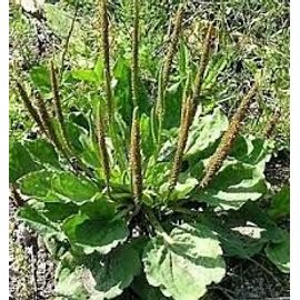 Plantin Sauvage, 2 Pieds