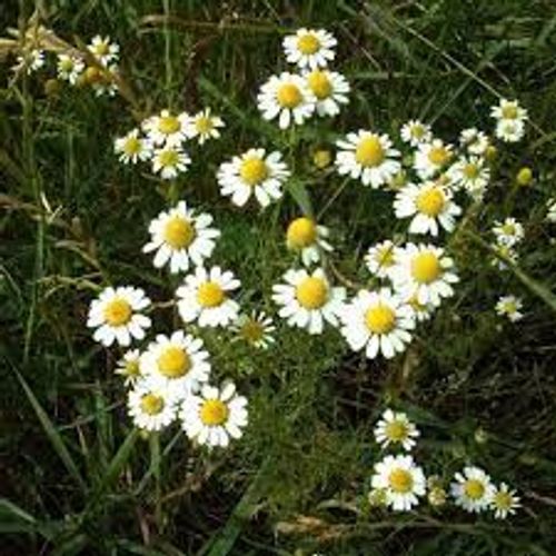 Matricaire (Camomille 200 Graines)