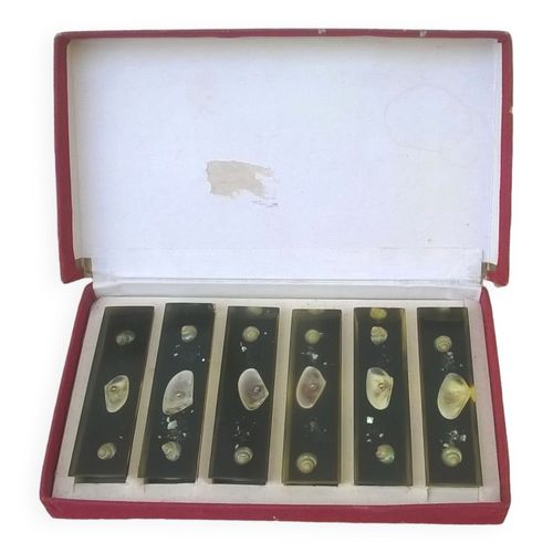 6 Porte Couteaux En Resine A Inclusion De Coquillages Anne 60 Multicolore