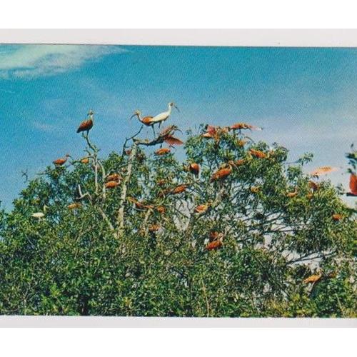 Cartes Postales - Venezuela - Coro-Coros - Les Ibis Écarlates - Et Les Aigrettes Blanches - Écrite 100x140 Mm
