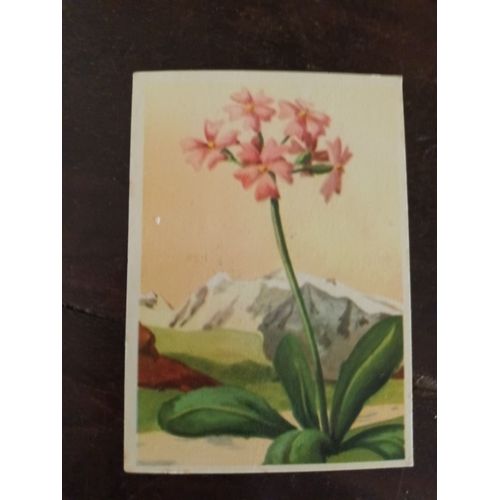 5 Bons-Points Différents, Série Éducative "Fleurs De Montagne" Avec Texte Explicatif Rédigé Avec Le Concours Du Museum National D'histoire Naturelle
