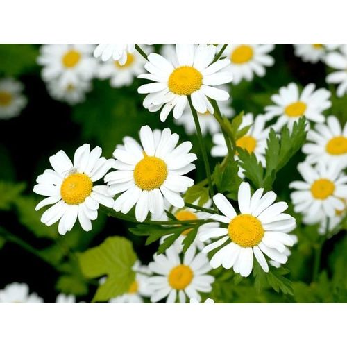 3000 Graines De Fleurs Camomille Matricaire Méthode Bio Seeds Plantes Aromatique