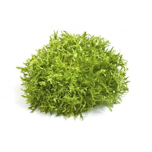 120 Graines De Chicorée Frisée Méthode Bio Seeds Plante Salade Légumes Potager