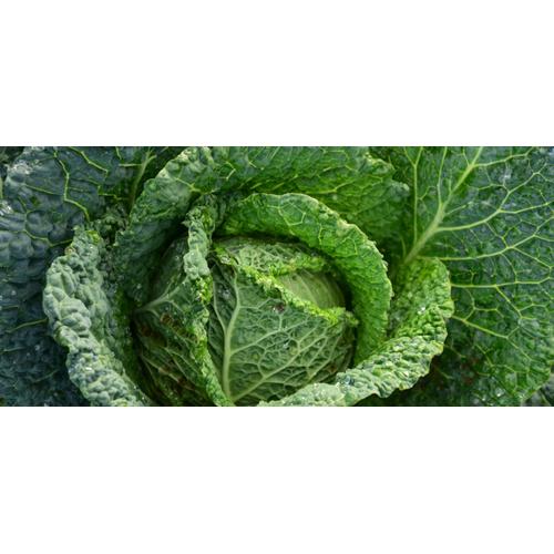 300 Graines De Chou De Milan Méthode Bio Seeds Plantes Légumes Ancien Potager