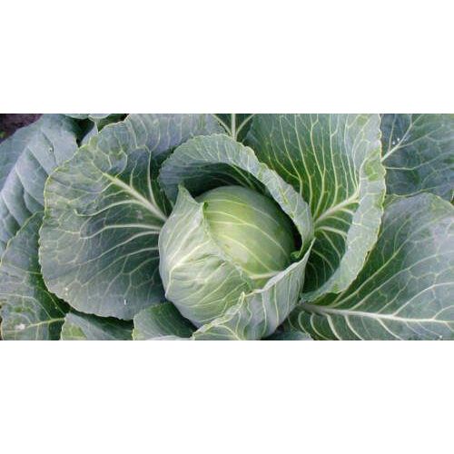 300 Graines De Chou Cabus Quintal D'alsace Méthode Bio Seed Légume Potager