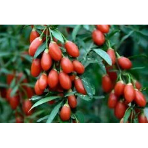 100 Graines De Goji Méthode Bio Plante Fruit Vivace Jardin Potager